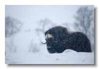 Musk Ox_ANL_6824